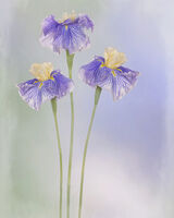 Three Purple Iris