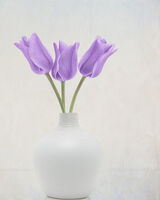 Three Purple Tulips in White Vase