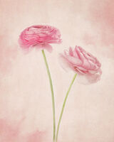 Two Pink Ranchulus