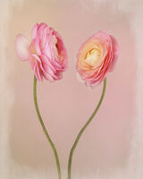 Two Pink Ranuinculas