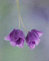 Two Purple Tulips Turned
