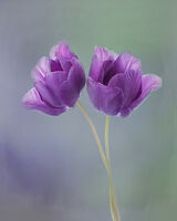 Two Purple Tulips Upright