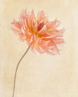Yellow Dahlia