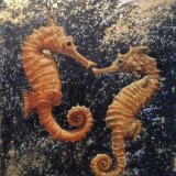 Sea Horses