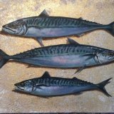 Three Mackerel