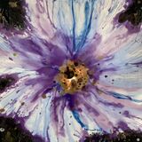 Purple Poppy