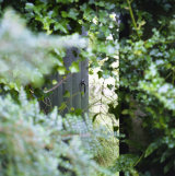 The Photographers Garden Blog