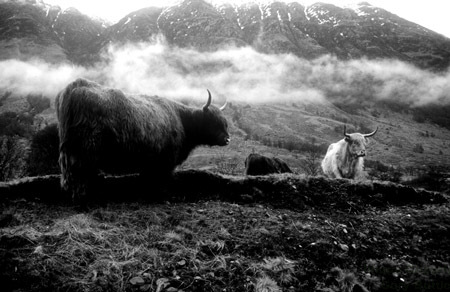 Highland cattle at the base of Ben Nevis