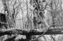 Knockman's Wood #2 (pencil)