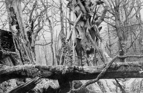 Knockman's Wood #2 (pencil)