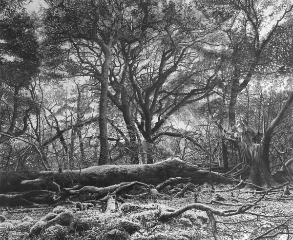 Knockmans Wood - pencil