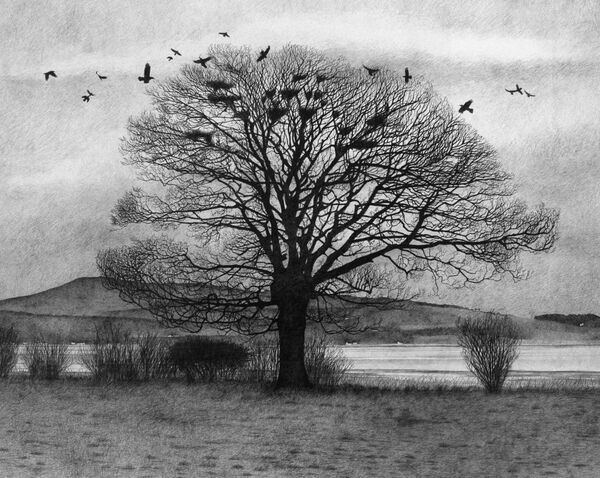 The Rookery at Dusk (pencil)