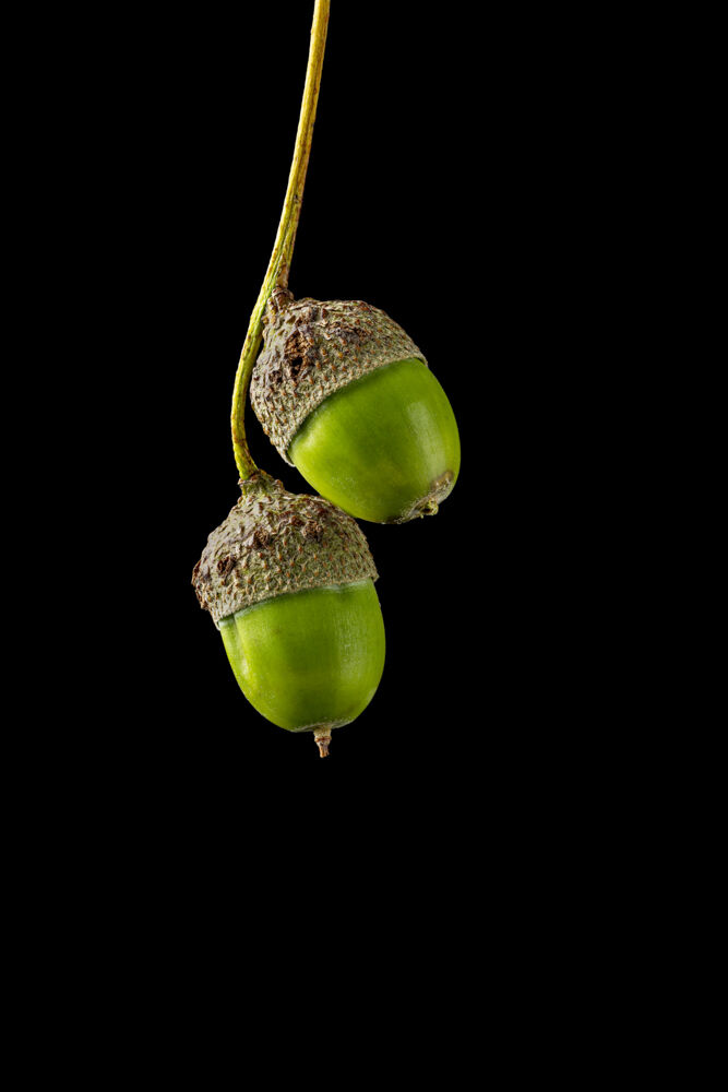 two acorns on black background