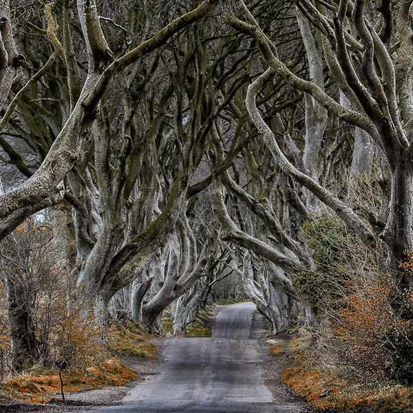 The Dark Hedges that featured in Game of Thrones