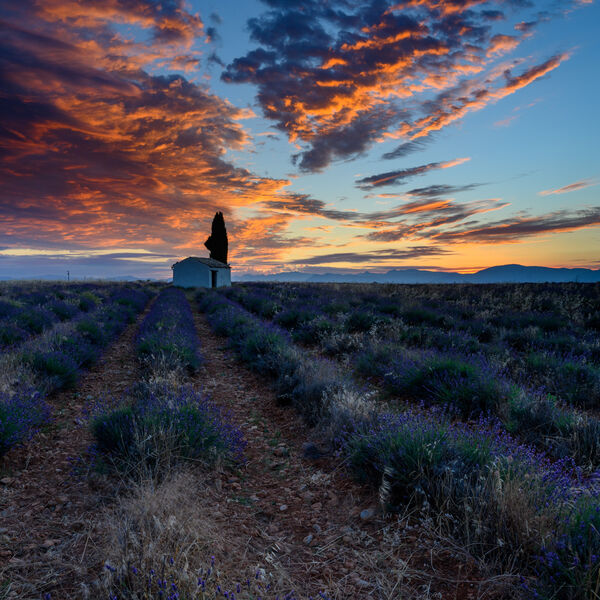 vivid sunset & lavender field, Provence.