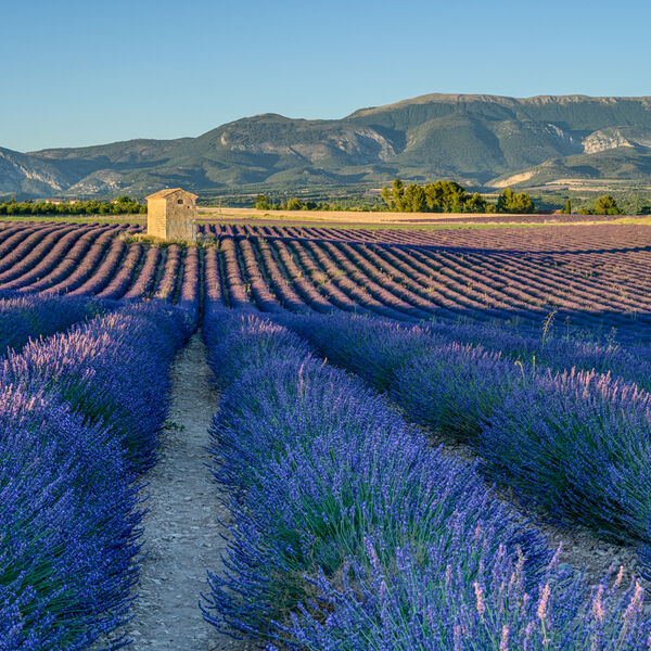Barn in Lavender Field, Provence