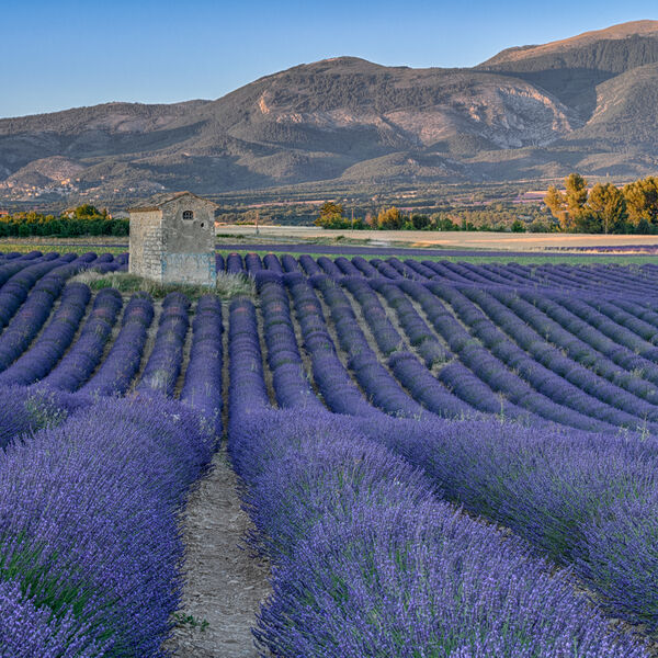Lavender Feld