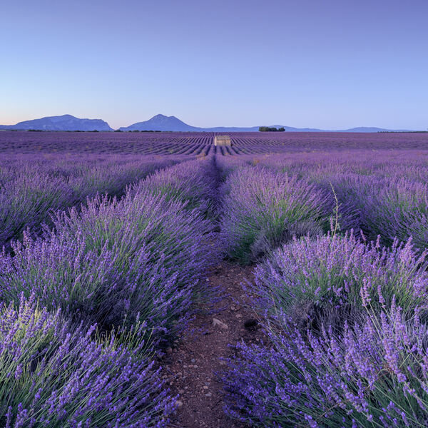 Distant Barn in Lavender Field