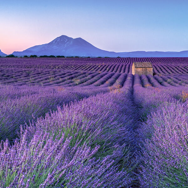 Barn in Lavender Field