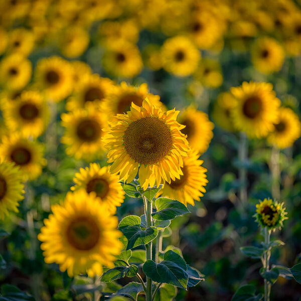 field of sunflowers in Provence, france