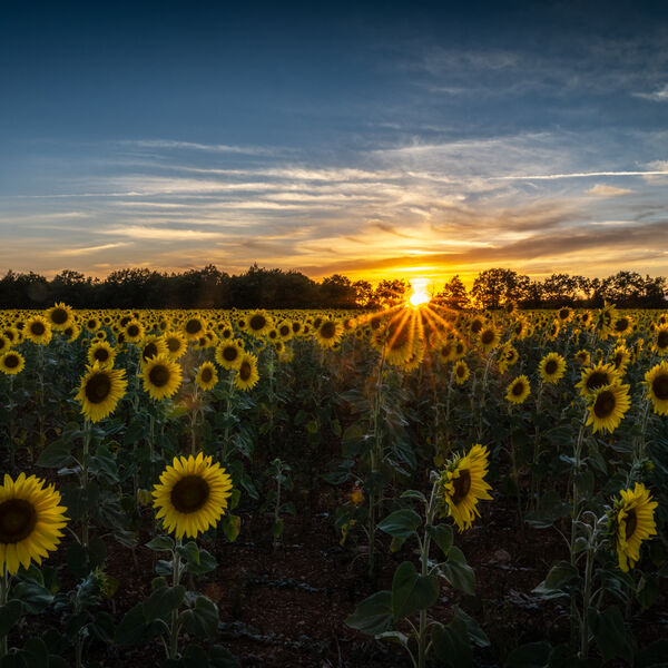 Sunflowers at Sunset