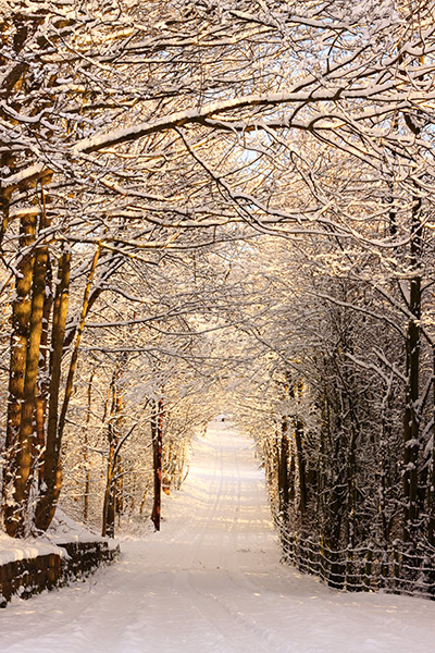 AVENUE OF TREES