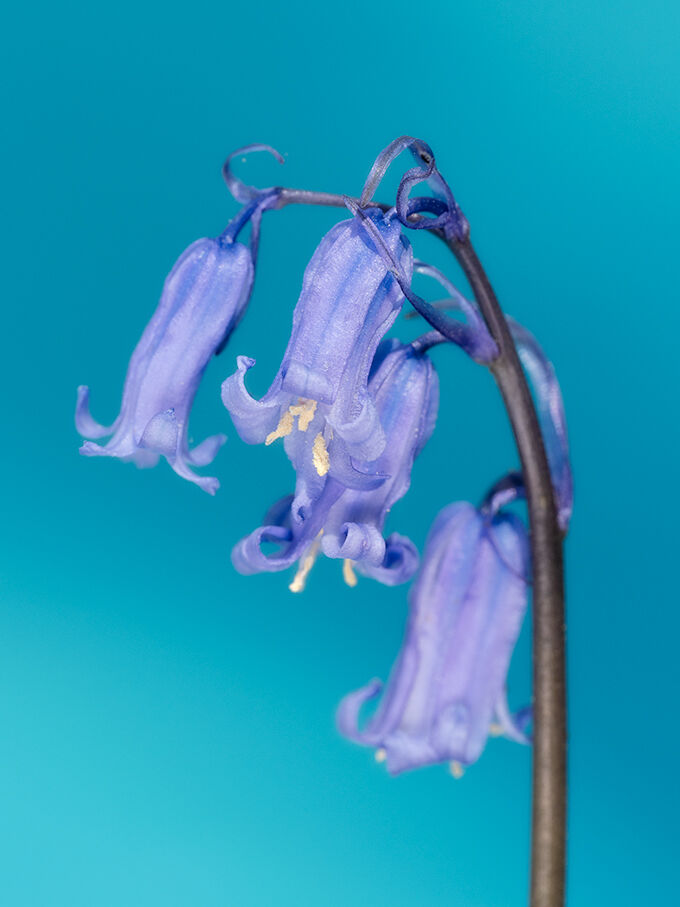 EARLY BLUEBELLS