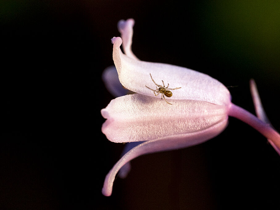 NIGHT VISITOR