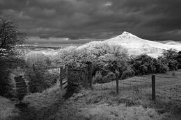 ROSEBERRY IN INFRARED