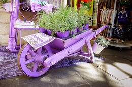 PRETTY IN PURPLE