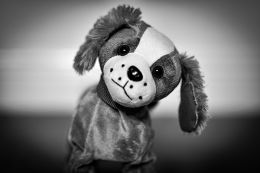 TOY DOG