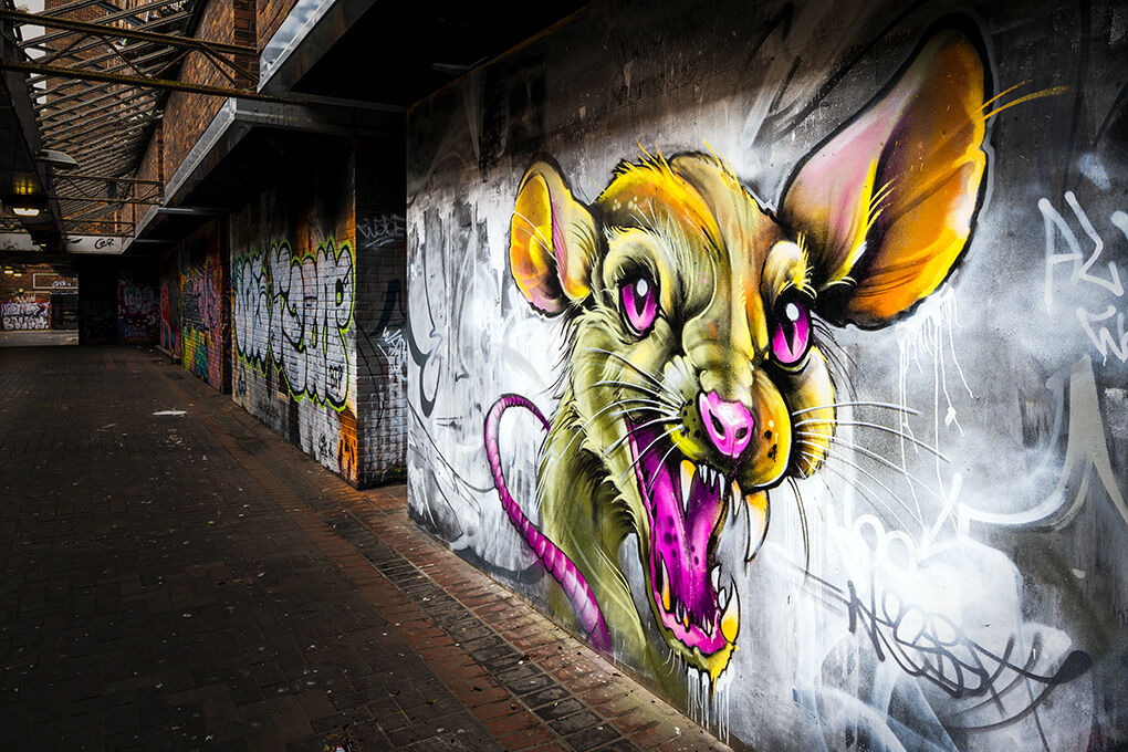 GEORDIE RATTUS