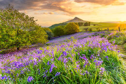 BLUEBELLS AT SUNRISE