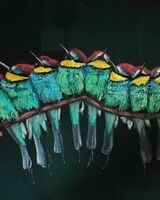 Michael Austin ' Bee-eaters '