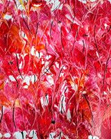 Sheila Lewis ' Poppies '