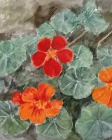 Nasturtium by Ann Brown