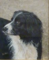 Collie