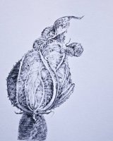 Courgette Flower, -ball point by Karen Stott
