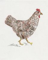 Joe Beard, Hen study from Parramon & Ballister