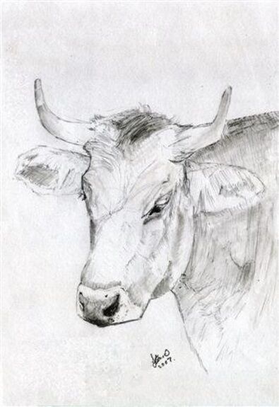 Joe Beard, Sketch, Head of a Cow.