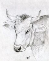 Joe Beard, Sketch, Head of a Cow.