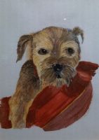 Dog on Cushion