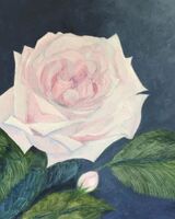 Jenny Dyson ' Pink Rose '