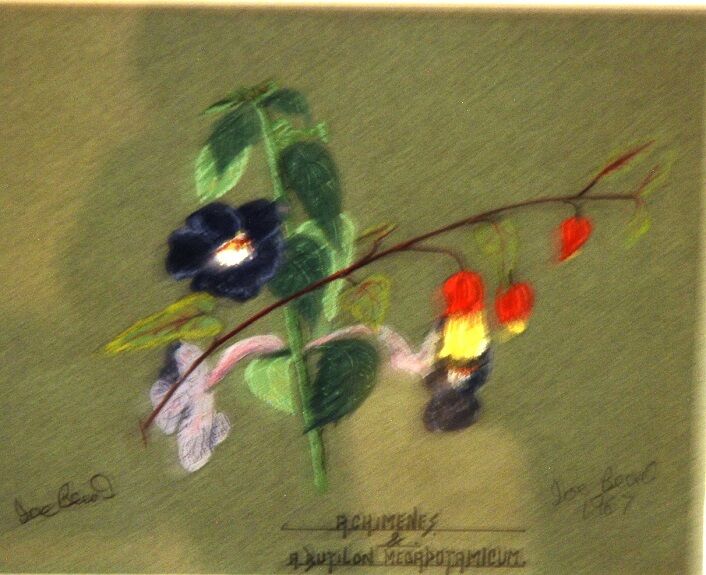 49 -Joe Beard ' Flowers '