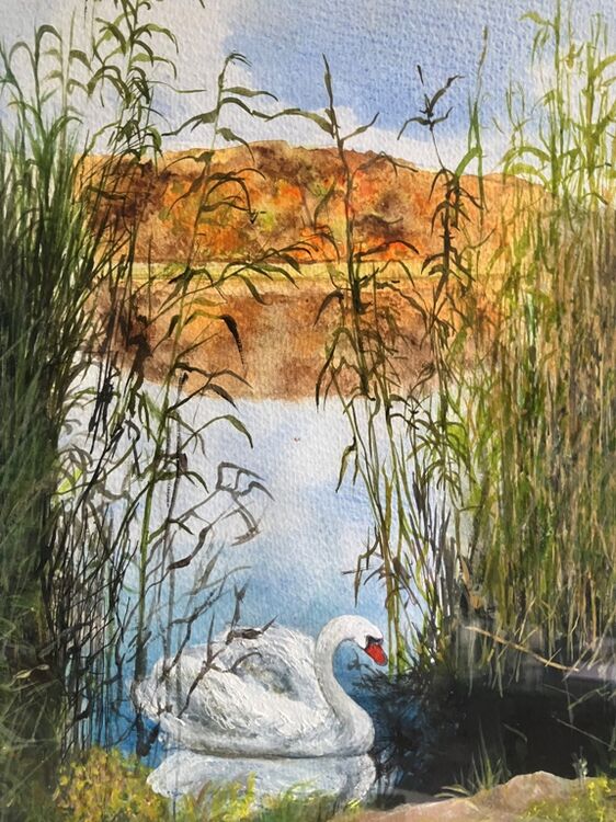 55 John McGee ' Derwent Swan '