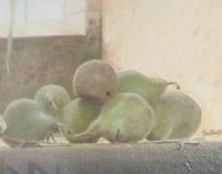 Pears