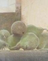Pears by Joe Beard