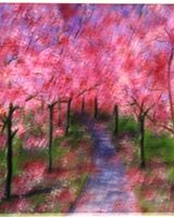 74 -Sheila Lewis ' Cherry Blossoms Saltwell Park '