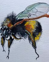 Tim Griffiths -Honeybee