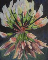 Clover by Clare Lovett